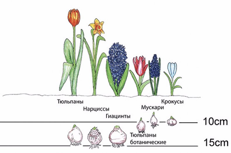 Глубина посадки луковичных цветов