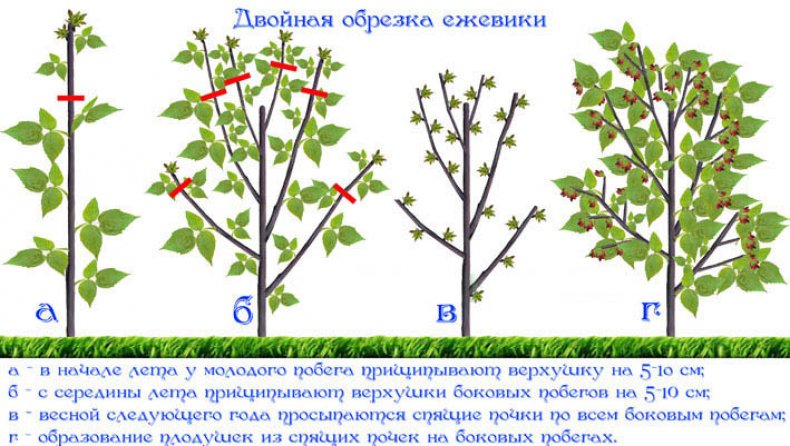 Обрезка