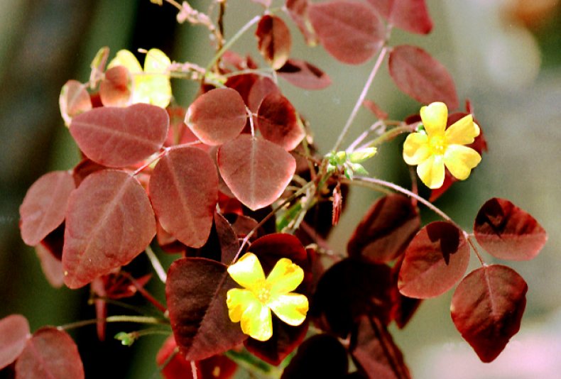 Кислица хедизариевидная (Oxalis hedysaroides)