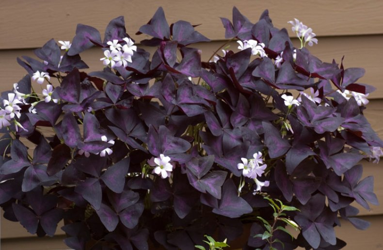 Кислица треугольная (Oxalis triangularis)