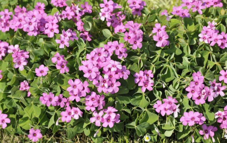 Кислица красная (Oxalis rubra)