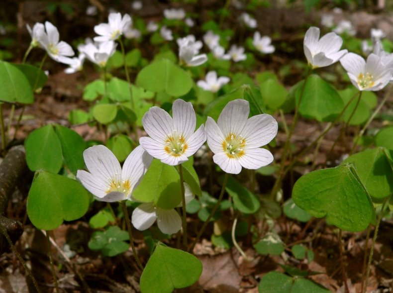 Кислица обыкновенная (Oxalis acetosella)