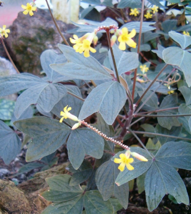 Кислица Ортгиса (Oxalis ortgiesii)