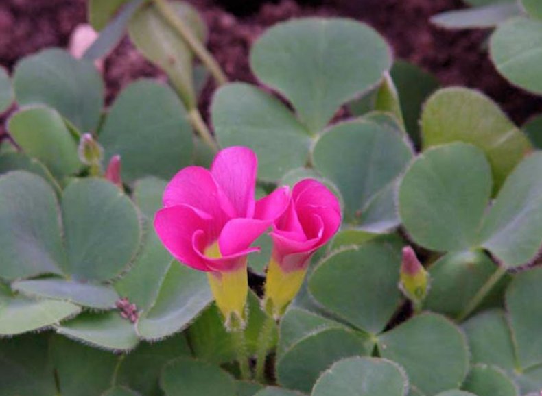 Кислица пурпурная (Oxalis purpurea)