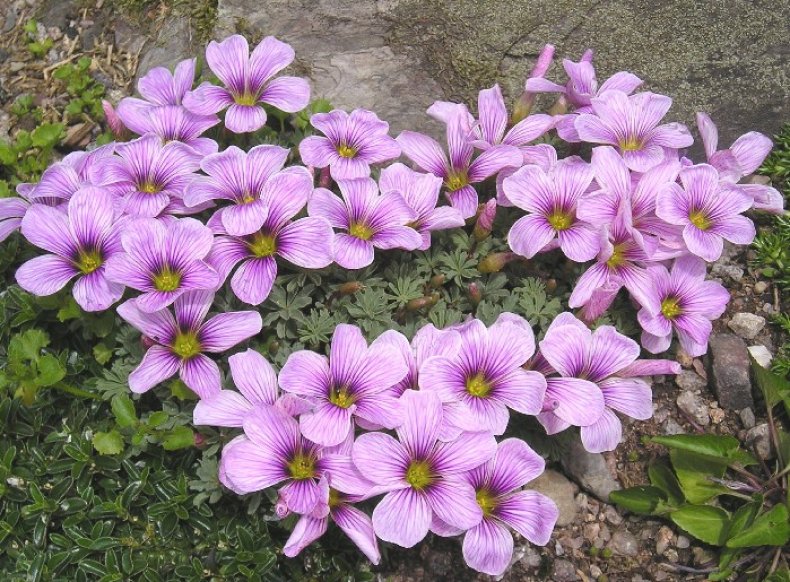 Кислица девятилистная (Oxalis enneaphylla)