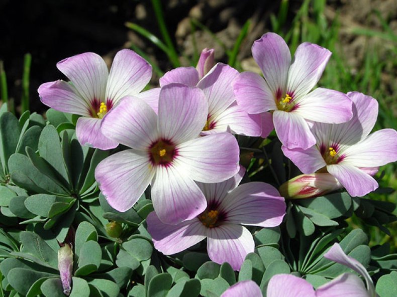 Кислица железистолистная (Oxalis adenophylla)