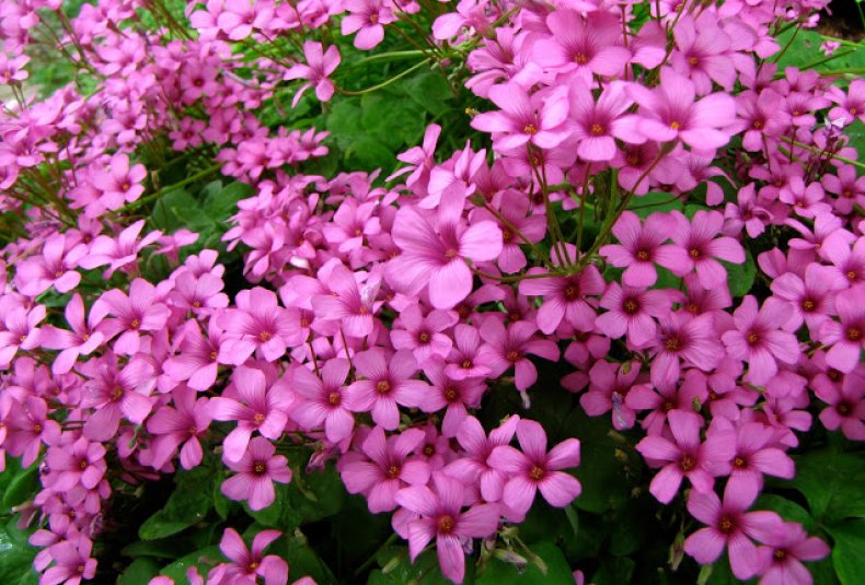 Кислица розовая (Oxalis rosea)