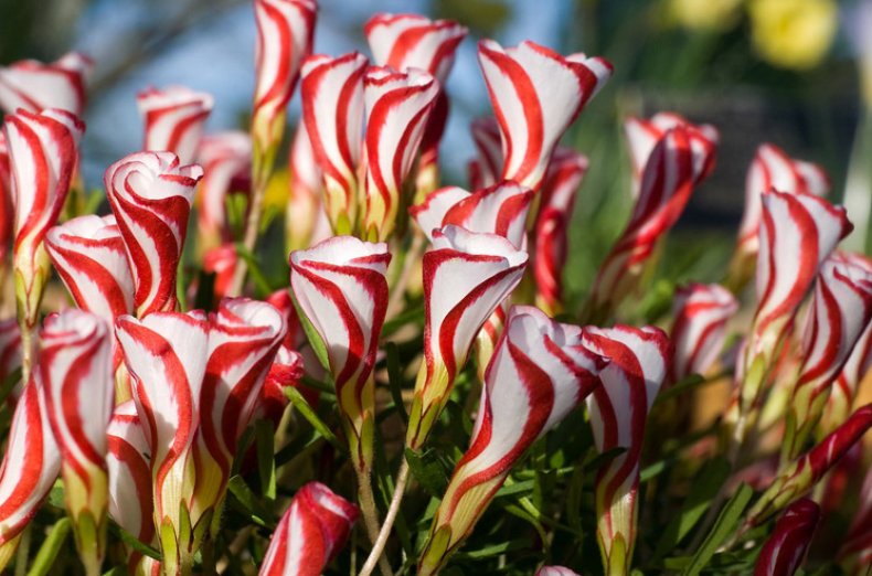 Кислица разноцветная (Oxalis versicolor)