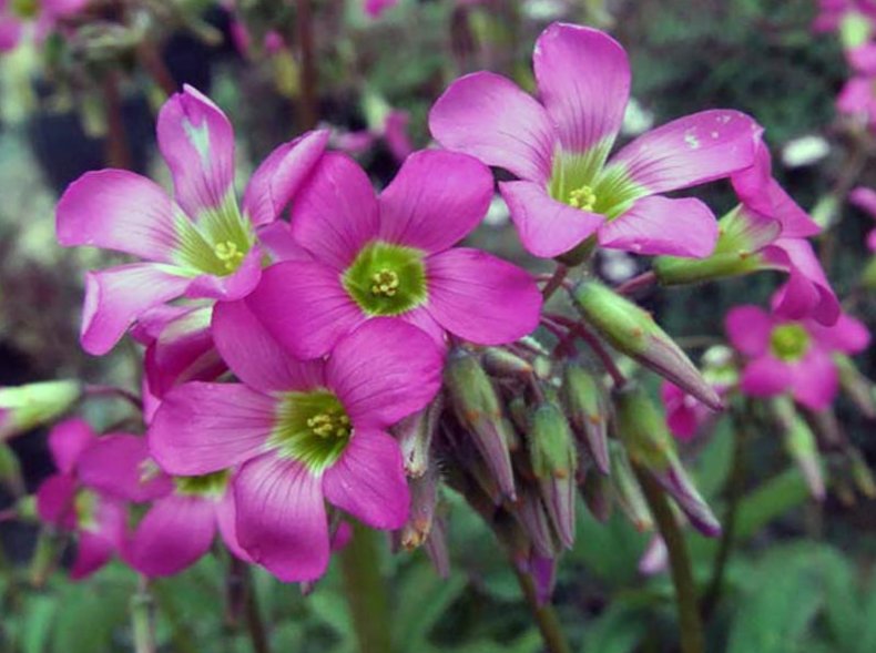 Кислица косматая (Oxalis lasiandra)