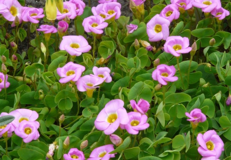 Кислица бедная (Oxalis inops)