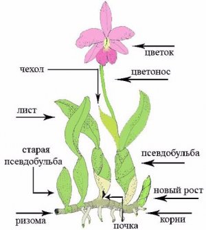 Строение орхидеи