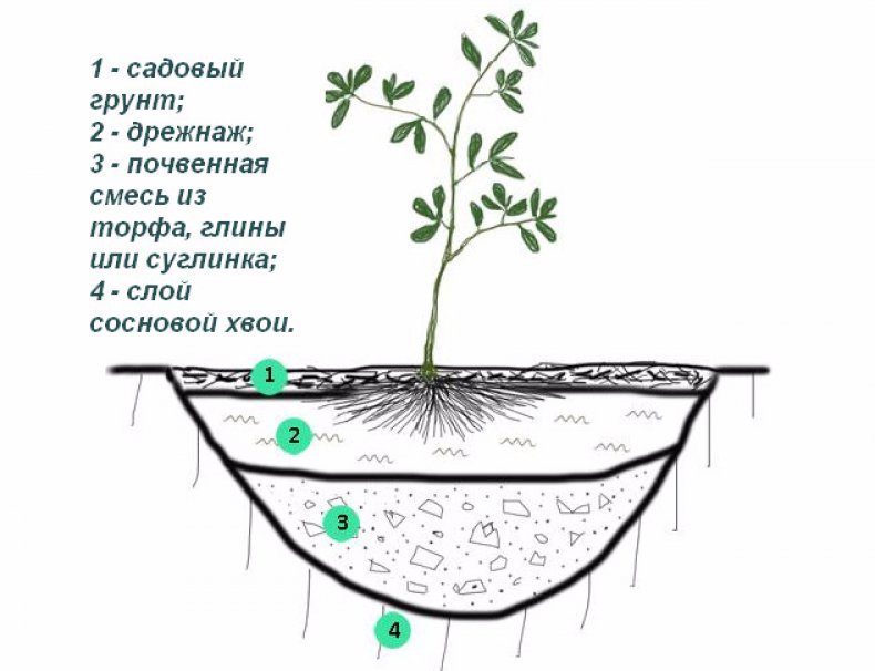 Схема посадки азалии