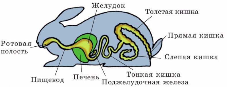 Пищеварительная система кроликов