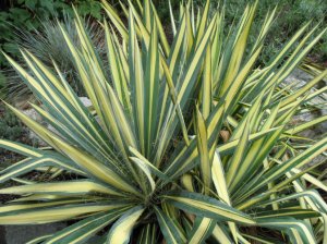 Юкка нитчатая (Yucca filamentosa)