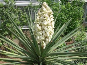 Юкка Трекуля (Yucca treculeana)