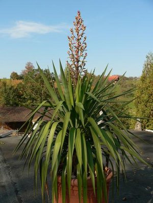 Юкка славная (Yucca gloriosa)