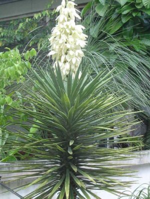 Юкка алоэлистная (Yucca aloifolia)