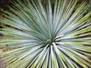 Юкка виппла (Yucca whipplei)