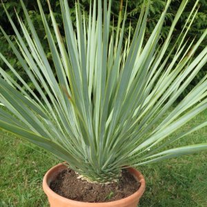 Юкка клювовидная (Yucca rostrata)