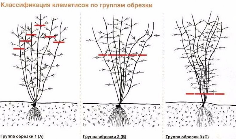 Обрезка клематиса