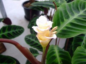 Калатея Варшевича (Calathea warscewiczii)