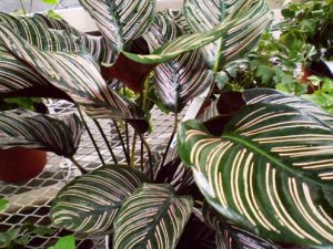 Калатея украшенная (Calathea ornata)