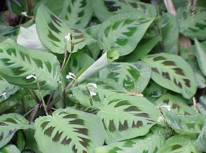 Калатея леопардовая (Calathea leopardina)