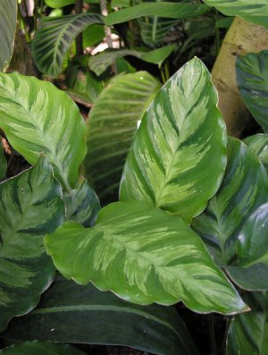 Калатея Литце (Calathea lietzei)