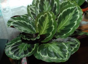 Калатея Вейча (Calathea veitchiana)