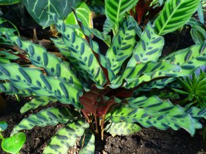 Калатея замечательная (Calathea insignis)