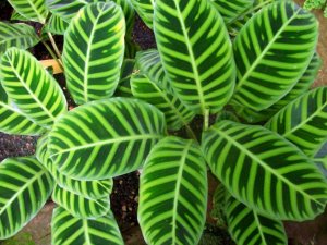 Калатея полосатая (Calathea zebrina)