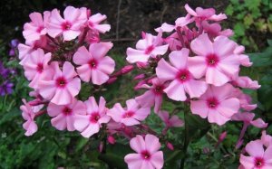 Флокс Олеандр (Oleander)