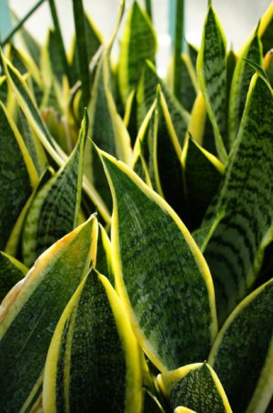 Sansevieria trifasciata Laurentii Compacta