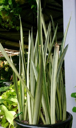 Sansevieria trifasciata Sensation Bantel