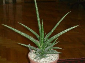 Sansevieria gracilis