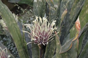 Sansevieria kirkii