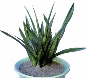 Sansevieria trifasciata Nelsonii