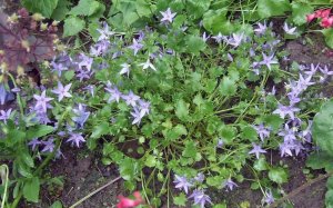 Колокольчик гарганский (Campanula Garganica)