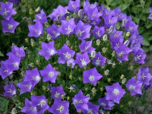 Колокольчик карпатский (Campanula carpatica)