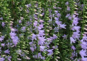 Колокольчик Гроссека (Campanula Grosseki)