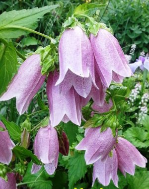 Колокольчик Такесима (Campanula Takesimana)