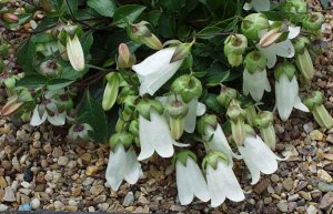 Колокольчик березоволистный (Campanula betulifolia)