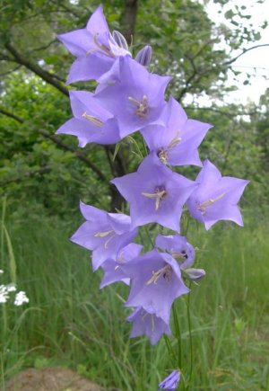 Колокольчик персиколистный (Campanula Persicifolia)