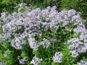 Колокольчик молочноцветковый (Campanula Lactiflora)