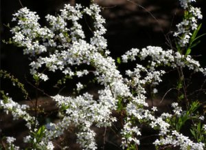 Спирея Тунберга (Spiraea thunbergii)