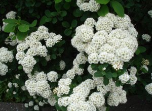 Спирея березолистная (Spiraea betulifolia)