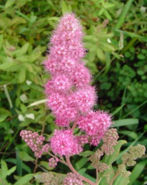 Спирея Дугласа (Spiraea douglasii)