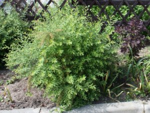 Спирея серая (Spiraea x cinerea)