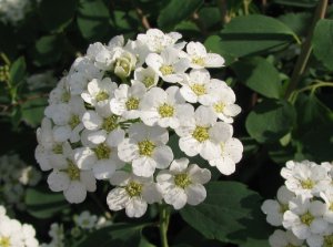 Спирея городчатая (Spiraea crenata)