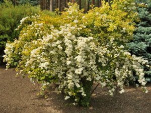 Спирея Вангутта (Spiraea x vanhouttei)